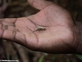 Brookesia peyrierasi chameleon in hand (Masoala NP)