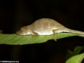 Calumma nasuta (sleeping on a leaf in the Masoala rainforest) (Masoala NP)