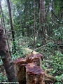 Tree felled (illegal logging) in Masoala National Park; Madagascar (Masoala NP)