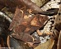 Frog in leaf litter of Masoala NP (Masoala NP)