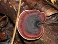 Brown fungi in Masoala NP (Masoala NP)