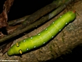 Green caterpillar - Rhagastis lambertoni, Sphingidae family