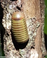 Green pill millipede on tree trunk