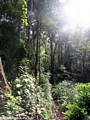 Masoala forest (Masoala NP)
