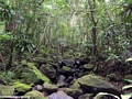 Rainforest creek on the Masoala Peninsula (Masoala NP)