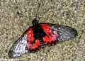 Red clear-wing butterfly (Nymphalidae: Acraea lia)