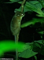 red forest rat (Masoala NP)