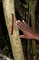 Red millipede compared with size of hand