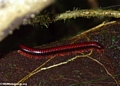 Red millipede on log (Masoala NP)