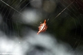 Thorn spider (gasteracanthinae sub-family) (Masoala NP)