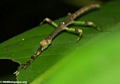 Stick insect in Masoala NP
