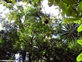 Tree ferns and bromeliads of the Masoala rainforest (Masoala NP)