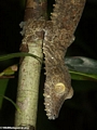 Uroplatus fimbriatus on tree trunk (Masoala NP)