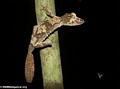 Uroplatus fimbriatus with flying insect