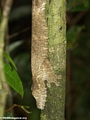 Uroplatus fimbriatus on trunk (Masoala NP)
