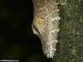 Uroplatus fimbriatus - head shot tree trunk