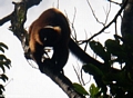 Red ruffed lemur (Varecia variegata rubra)