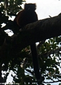 Varecia variegata rubra lemur (Masoala NP)