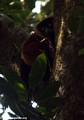 Varecia variegata rubra lemur peeking around tree trunk (Masoala NP)