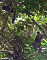 White-fronted brown lemur (Eulemur fulvus albifrons) (Masoala NP)