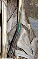Phelsuma barbouri  (Andingitra)