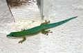 Phelsuma day gecko in Morondava (Morondava)