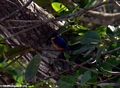 Malagasy Kingfisher (Nosy Mangabe)