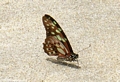 Butterfly on beach (Nosy Mangabe)
