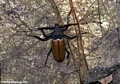Longhorn Beetle (Cerambycidae) (Nosy Mangabe)