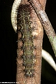 Caterpillar (Nosy Mangabe)