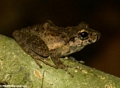Uknown tree frog on Nosy Mangabe