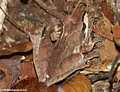 Mantidactylus asper leaf frog on Nosy Mangabe
