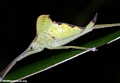 Leaf insect (Nosy Mangabe)