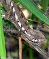 Adult pardalis chameleon (Nosy Mangabe)