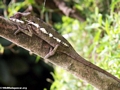 Young pardalis chameleon (Nosy Mangabe)