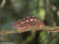 Adult rust-colored pardalis chameleon (Nosy Mangabe)