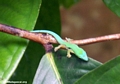 Phelsuma Gecko, Nosy Mangabe (Nosy Mangabe)