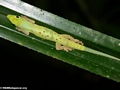 Phelsuma Day Gecko in leaf (Nosy Mangabe)