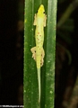 Phelsuma Gecko in leaf (Nosy Mangabe)