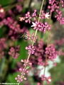 Pink flowers and bee (Nosy Mangabe)