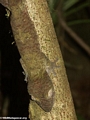 Leaf-tailed gecko on Nosy Mangabe