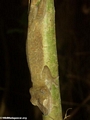 Uroplatus fimbriatus on Nosy Mangabe