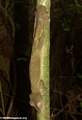 Uroplatus fimbriatus gecko on Nosy Mangabe [uroplatus_fimbriatus-0124]