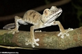 Uroplatus fimbriatus gecko on Nosy Mangabe [uroplatus_fimbriatus-0142]