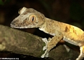 Uroplatus fimbriatus gecko on Nosy Mangabe [uroplatus_fimbriatus-0147]
