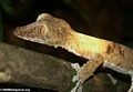 Uroplatus fimbriatus gecko on Nosy Mangabe [uroplatus_fimbriatus-0148]