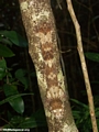 Uroplatus fimbriatus gecko on Nosy Mangabe (Nosy Mangabe)