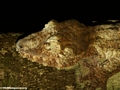 Uroplatus fimbriatus gecko on Nosy Mangabe [uroplatus_fimbriatus-209]