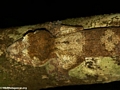Uroplatus fimbriatus gecko on Nosy Mangabe [uroplatus_fimbriatus-210]