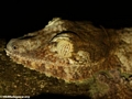 Uroplatus fimbriatus gecko on Nosy Mangabe [uroplatus_fimbriatus-211]